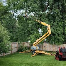 Best Root Management and Removal  in Bushyhead, OK