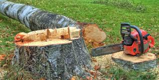 Best Hazardous Tree Removal  in Bushyhead, OK