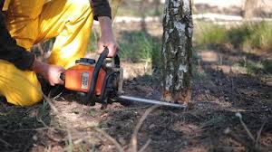 Best Fruit Tree Pruning  in Bushyhead, OK