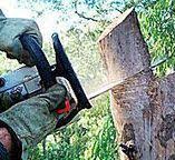 Best Tree Risk Assessment  in Bushyhead, OK