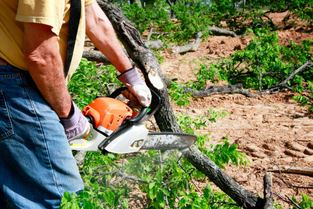 Best Firewood Processing and Delivery  in Bushyhead, OK