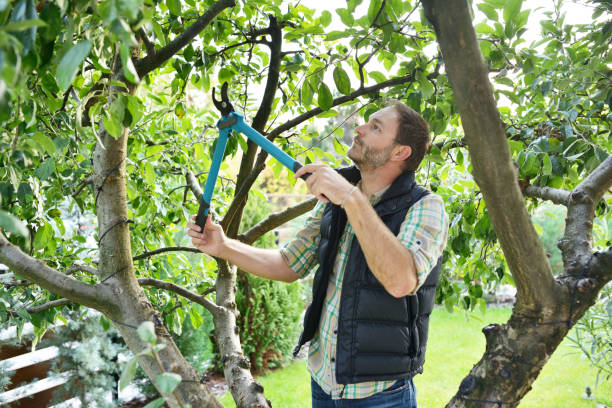How Our Tree Care Process Works  in  Bushyhead, OK